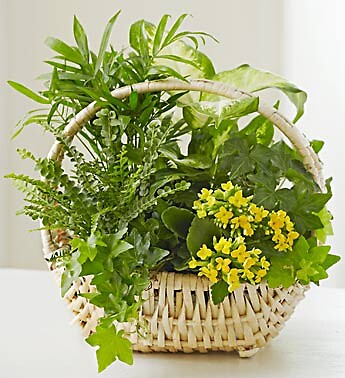Thinking of You Dish Garden
