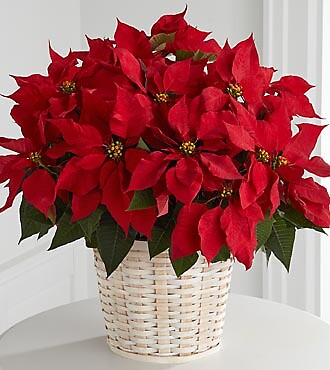 Teleflora's Peppermint Sticks Bouquet